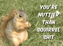 Nuttier Than GIF - Nuttier Than Squirrel GIFs