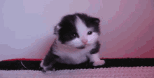 Cat Suhtron GIF - Cat Suhtron Iujaes GIFs