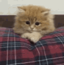 Nervous Scaredycat GIF - Nervous Scaredycat Kitten GIFs
