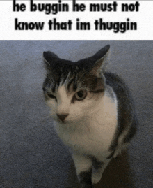 Cat Thug Life GIF - Cat Thug Life Gato GIFs