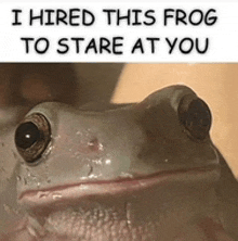 Frog Thinking About You GIF - Frog Thinking About You GIFs