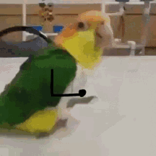 Gotcha Parrot GIF - Gotcha Parrot Funny Animal GIFs