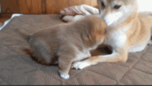 Cat Dog GIF - Cat Dog Fight GIFs