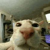 a close up of a cat 's face with a laptop in the background .