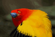 a close up of a yellow and red bird with a blue beak
