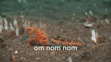 a picture of a fish with the words om nom nom written below it