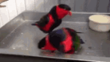 Birds Parrot GIF