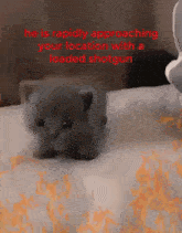 a kitten is laying on a bed with a shotgun in the background