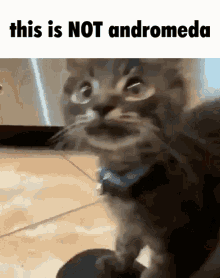 andromeda whenthe discord funny cat