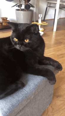 purrcival cat kitten black cat cat lick