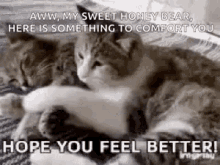 Cats Cuddle GIF - Cats Cuddle Get GIFs