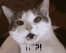 แมวตกใจ เหวอ GIF - Shocking Cat Shocked Cat GIFs
