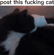 yoyo cat post this fucking cat