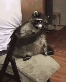 raccoon sad mapache tristeza animals