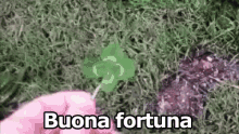 Fortuna Buona Fortuna Quadrifoglio Cane Fame Mangiare GIF - Luck Good Luck Four Leaf GIFs