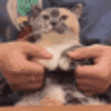 a cat is being stretched by a person 's hands on a table .