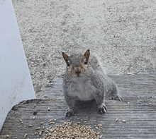 a squirrel is sitting on a wooden ledge looking at the camera