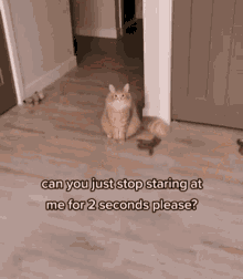 Staring Funny GIF - Staring Funny Cat GIFs