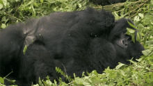 cuddles top3mountain gorilla moments world gorilla day hug baby gorilla