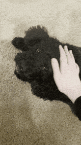 a person petting a small black dog laying on the floor