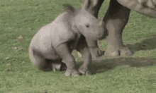 Nap Time GIF - Rhino Baby Sleepy GIFs