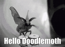 a black and white photo of a moth playing drums with the caption hello doodlemoth