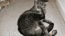 Loki Cat Kick GIF - Loki Cat Kick GIFs