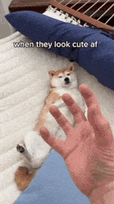 Cute Dog Shiba GIF