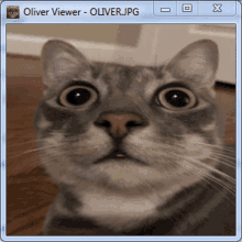 Oliver Oliver Cat GIF - Oliver Oliver Cat Cat GIFs