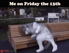 Friday The13th Dog GIF - Friday The13th Dog Funny Animals GIFs