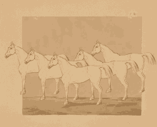 Horse Horses GIF - Horse Horses March GIFs