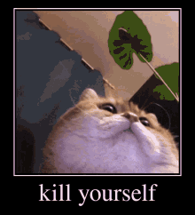 Cute Cat Kill Yourself GIF - Cute Cat Kill Yourself Kys Cat GIFs