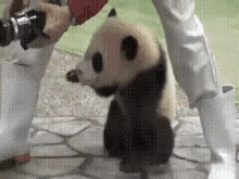 Cute Funny Animals GIF - Cute Funny Animals Panda GIFs