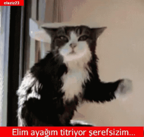 rüyada siyah