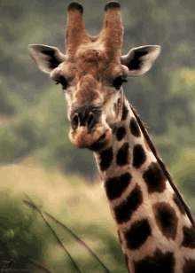 giraffe animals bored hungry chew