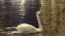 Swan GIF - Pond Swimming Swan GIFs