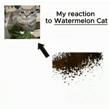 Watermelon Cat Reaction GIF