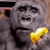 Artraved Monkey GIF - Artraved Monkey Gorilla GIFs