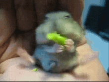Funny Animals Eat GIF - Funny Animals Eat Eating GIFs
