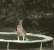 Kangaroo Im Out GIF - Kangaroo Im Out Out GIFs