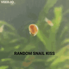 Random Snail Kiss GIF - Random Snail Kiss GIFs