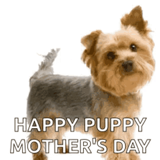 Happy mothers day store yorkie