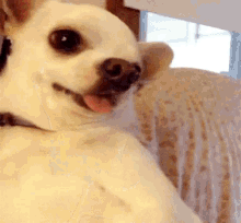 Chihuahua Angry GIF - Chihuahua Angry Vicious GIFs