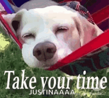 Take Your Time Dogs GIF - Take Your Time Dogs Pets GIFs