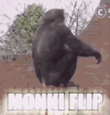 Monki Flip GIF - Monki Flip GIFs