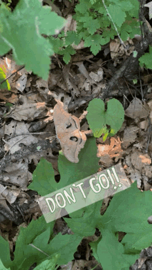 Dont Go Butterfly GIF - Dont Go Butterfly Plant GIFs
