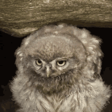 Bobbing Tawny Owl GIF - Bobbing Tawny Owl Robert E Fuller GIFs