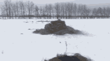 Buffalo Animals GIF - Buffalo Animals Snow GIFs