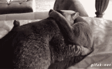 two cats are laying on top of each other on a bed and hugging each other .