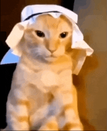 Arab Cat Cuteeeeee Cat GIF - Arab Cat Cuteeeeee Cat 1111 GIFs
